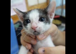 臺南市動物之家灣裡站,編號:468552, 混種貓                 