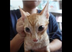 臺南市動物之家灣裡站,編號:468525, 混種貓                 