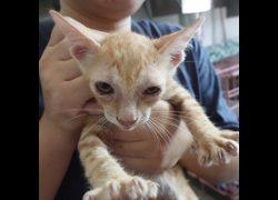 臺南市動物之家灣裡站,編號:468527, 混種貓                 
