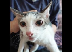 臺南市動物之家灣裡站,編號:468533, 混種貓                 