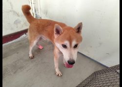 高雄市燕巢動物保護關愛園區,編號:468639, 柴犬                  