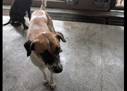 高雄市燕巢動物保護關愛園區,編號:468638, 混種犬          