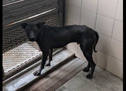 高雄市燕巢動物保護關愛園區,編號:468640, 混種犬          