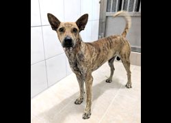 新竹縣動物保護教育園區,編號:468607, 混種犬          