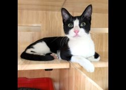 新竹縣動物保護教育園區,編號:468641, 混種貓                 