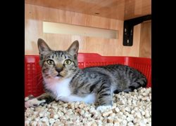 新竹縣動物保護教育園區,編號:468644, 混種貓                 