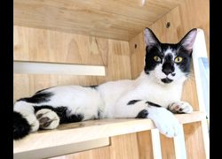 新竹縣動物保護教育園區,編號:468642, 混種貓                 