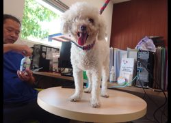 新北市中和區公立動物之家,編號:468645, 貴賓犬        