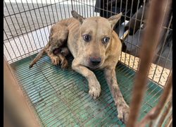 彰化縣流浪狗中途之家臨時收容所,編號:468653, 混種犬          