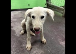 臺東縣動物收容中心,編號:468654, 混種犬          