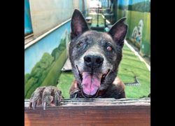 臺南市動物之家灣裡站,編號:468499, 混種犬          
