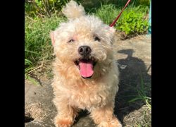 臺南市動物之家灣裡站,編號:437569, 瑪爾濟斯犬           