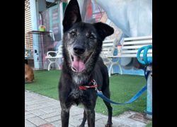 臺南市動物之家灣裡站,編號:27519, 混種犬          