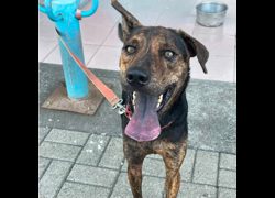 臺南市動物之家灣裡站,編號:468510, 混種犬          