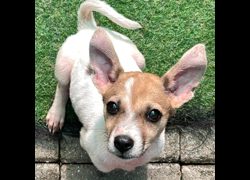臺南市動物之家灣裡站,編號:468617, 混種犬          