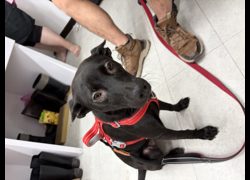 基隆市寵物銀行,編號:468676, 混種犬          