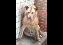 宜蘭縣流浪動物中途之家,編號:468686, 混種犬          