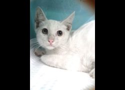 宜蘭縣流浪動物中途之家,編號:468689, 混種貓                 