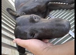 臺南市動物之家善化站,編號:468696, 混種犬          