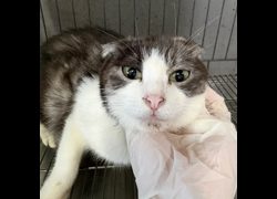 新北市五股區公立動物之家,編號:468698, 混種貓                 