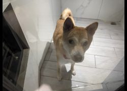 桃園市動物保護教育園區,編號:468710, 柴犬                  