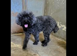 新竹市動物保護教育園區,編號:468720, 貴賓犬        