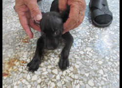 高雄市壽山動物保護教育園區,編號:468721, 混種犬          