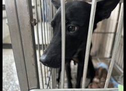高雄市壽山動物保護教育園區,編號:468722, 混種犬          