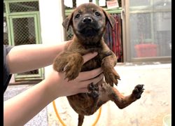 高雄市壽山動物保護教育園區,編號:468723, 混種犬          
