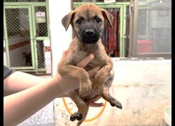 高雄市壽山動物保護教育園區,編號:468724, 混種犬          