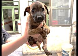 高雄市壽山動物保護教育園區,編號:468725, 混種犬          