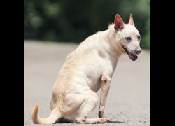 新北市中和區公立動物之家,編號:58983, 混種犬          