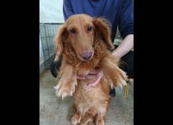 嘉義縣動物保護教育園區,編號:468734, 長毛臘腸