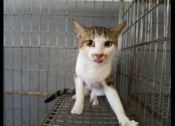 新竹市動物保護教育園區,編號:468738, 混種貓                 