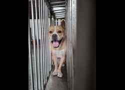 臺南市動物之家善化站,編號:468779, 混種犬          