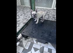 苗栗縣動物保護教育園區,編號:468781, 法國鬥牛犬