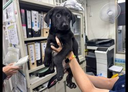 新北市板橋區公立動物之家,編號:468783, 混種犬          