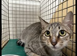 臺北市動物之家,編號:468798, 混種貓                 