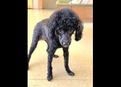 新竹市動物保護教育園區,編號:468810, 貴賓犬        