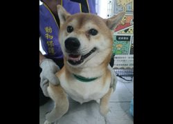 嘉義市動物保護教育園區,編號:468820, 柴犬                  