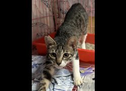 臺東縣動物收容中心,編號:468844, 混種貓                 