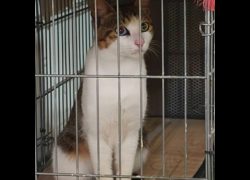 新北市瑞芳區公立動物之家,編號:468848, 混種貓                 