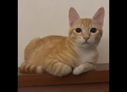 新北市瑞芳區公立動物之家,編號:468851, 混種貓                 