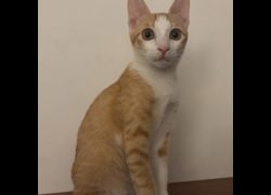 新北市瑞芳區公立動物之家,編號:468858, 混種貓                 