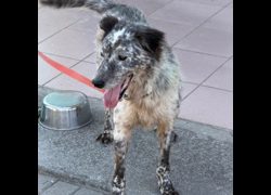臺南市動物之家灣裡站,編號:468766, 混種犬          