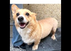 高雄市壽山動物保護教育園區,編號:465367, 威爾斯柯基犬              