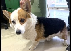 高雄市壽山動物保護教育園區,編號:468879, 威爾斯柯基犬              
