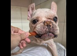臺南市動物之家灣裡站,編號:462041, 法國鬥牛犬