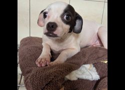 臺南市動物之家灣裡站,編號:465475, 混種犬          