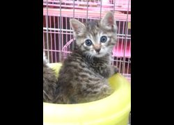 宜蘭縣流浪動物中途之家,編號:468863, 混種貓                 